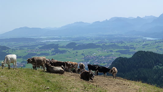 allgäu, sun, cows, alpe, lake forggensee, lake, pfronten