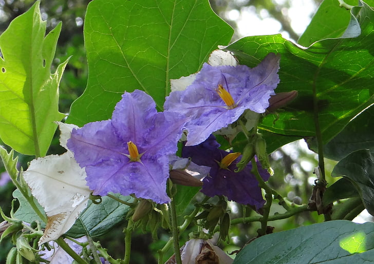 bulvių medis, milžinišką žvaigždės bulvių medis, gėlė, violetinė, Solanum macranthum, Solanaceae, kodagu