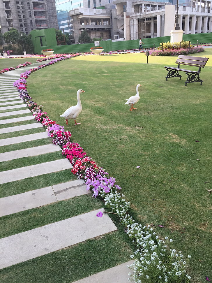 ducks, park, bench, animal, outdoor, grass, flowers