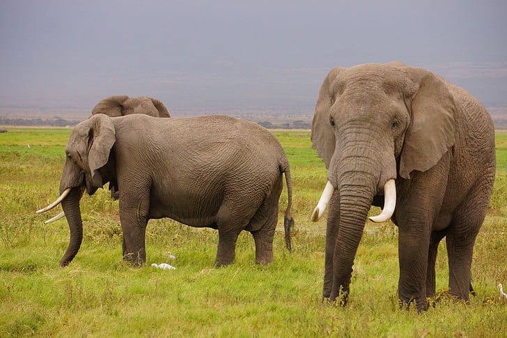 vadon élő elefántok, vadon élő állatok, természet, nagy, agyarak, férfi, törzs