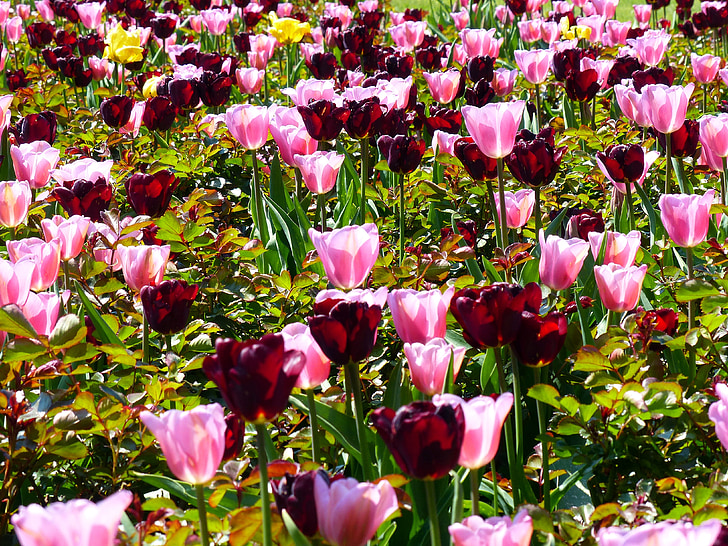 tulipani, rože cvetje, rastlin, pomlad, rdeča