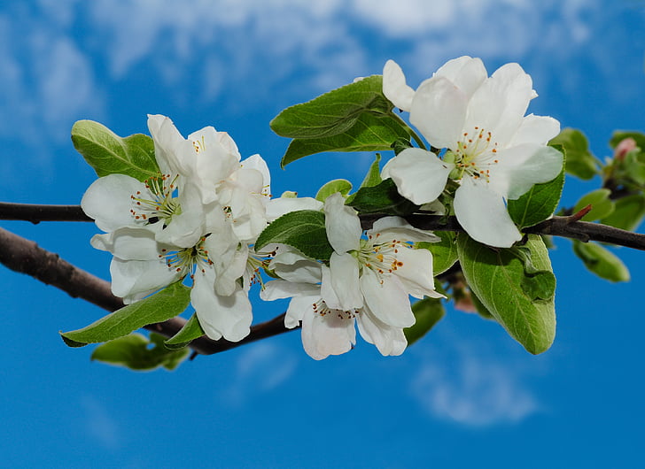 flowers, apple, blossoming, sky, branch, blue, white
