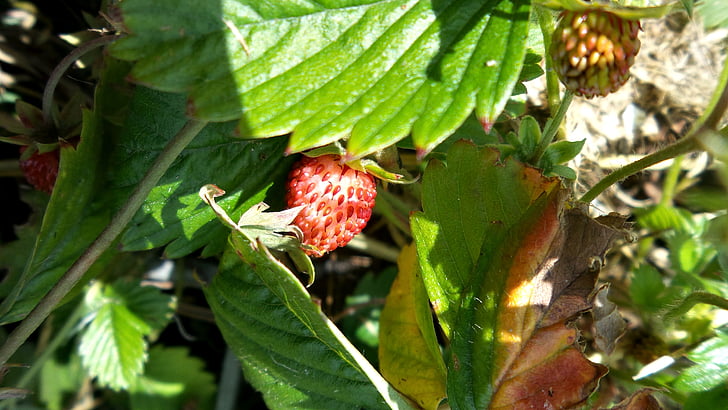strawberry, red, berries