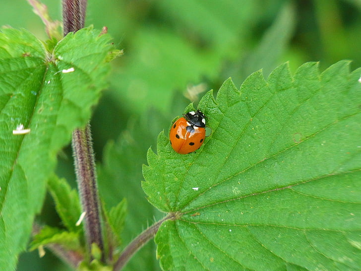 Ladybug, Coccinellidae, insekt, bille, natur, dyr, eng