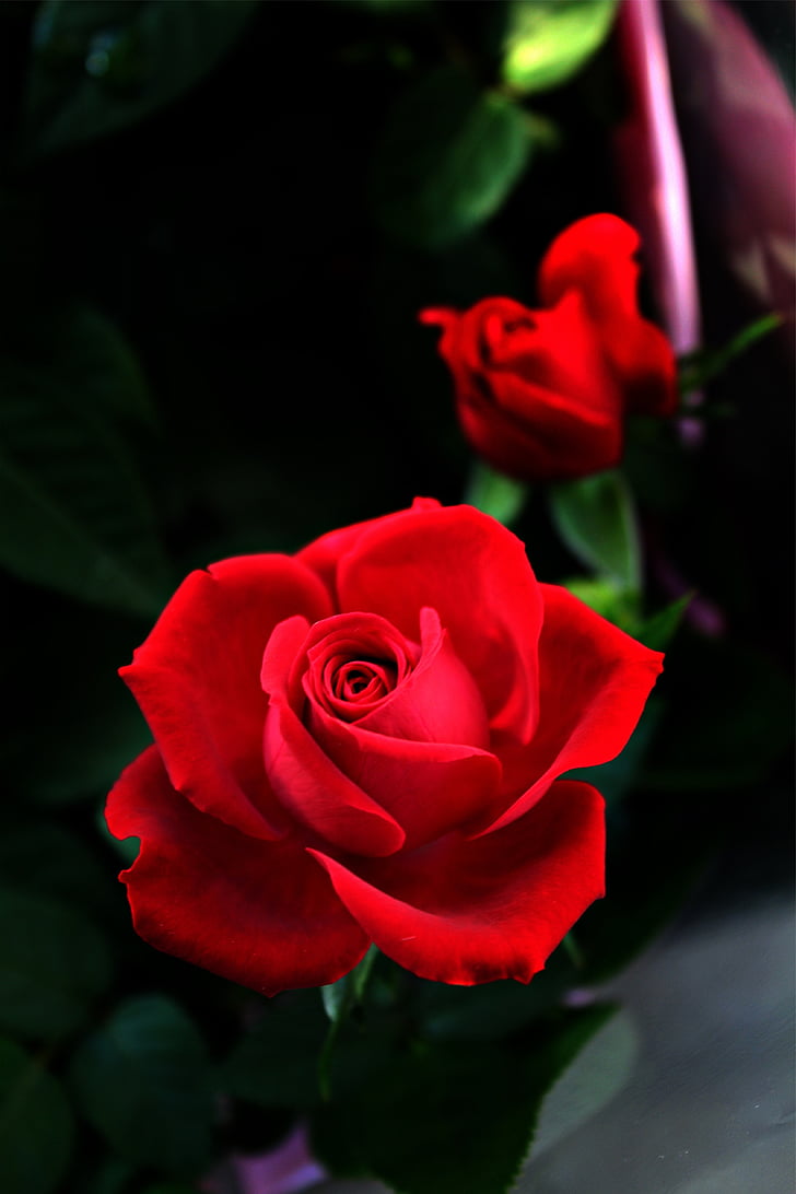 Rosa, flor, flor, vermell, flor rosa, romàntic, fragància