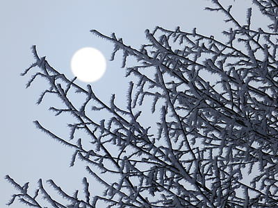 hoarfrost, aesthetic, iced, sun, branches, branch, frost