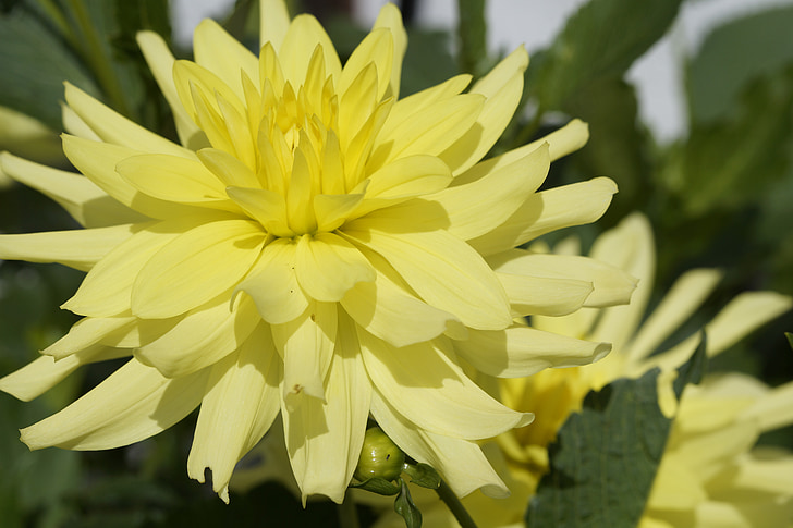 Dahlia, sárga, világos, virág, Blossom, Bloom, virágoskert