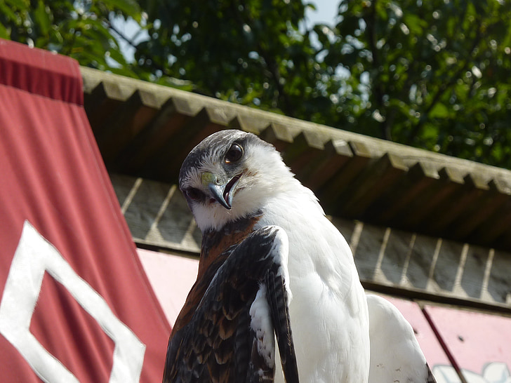 Raptor, Falcon, lind