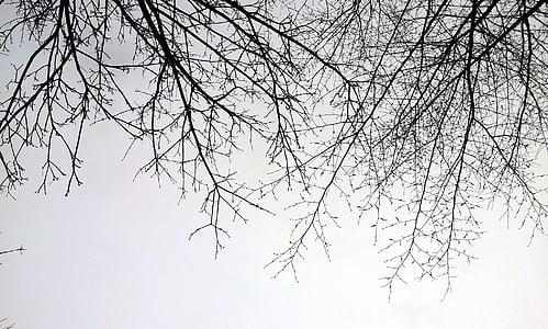 ramo, cielo, inverno, albero, natura, foresta, Sfondi gratis