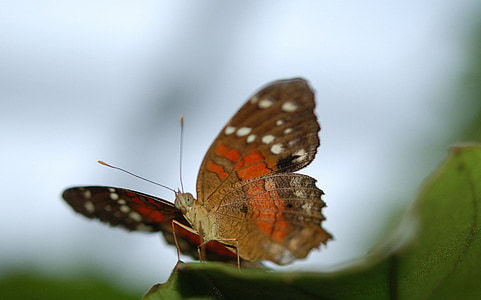 Danaus, plexippus, motýľ, motýle, hmyzu, zviera, Leaf
