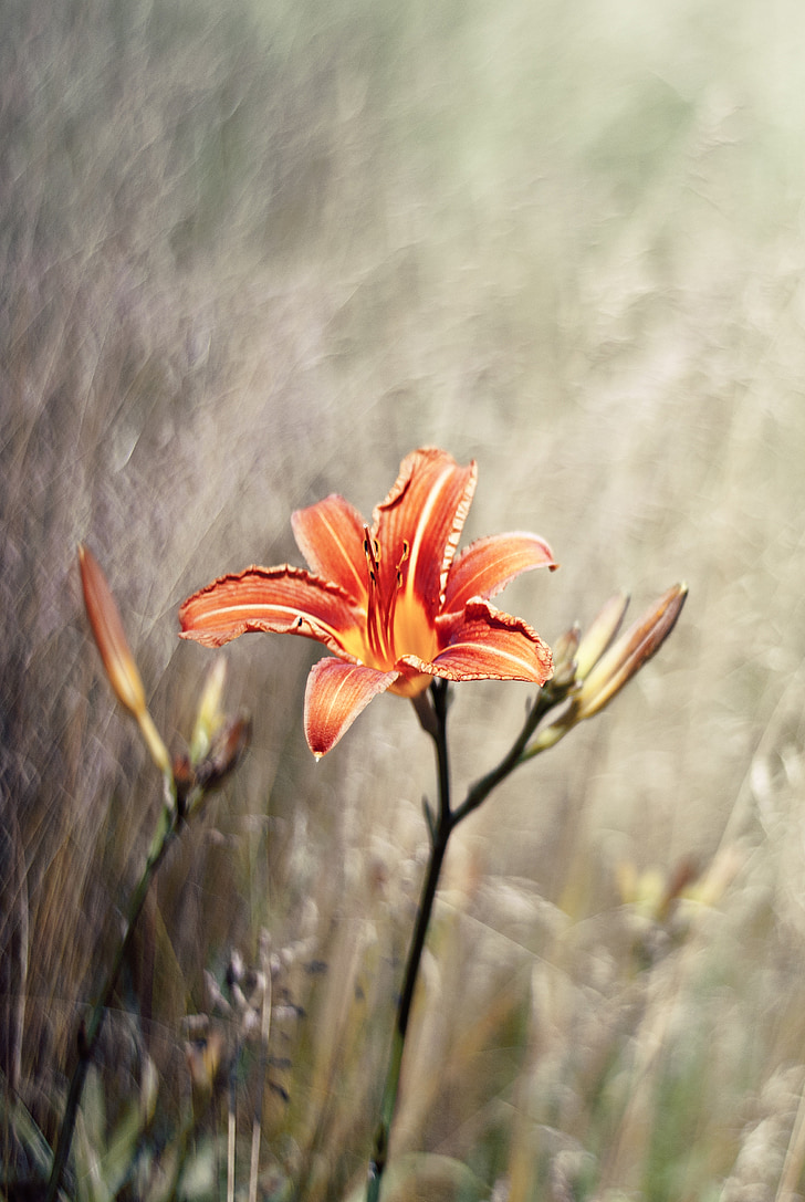 Hoa, Lily, Thiên nhiên, Hoa, Hoa loa kèn, màu da cam, Meadow