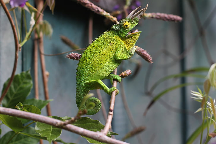 lizard, reptile, green, chameleon, tree, branch, animal
