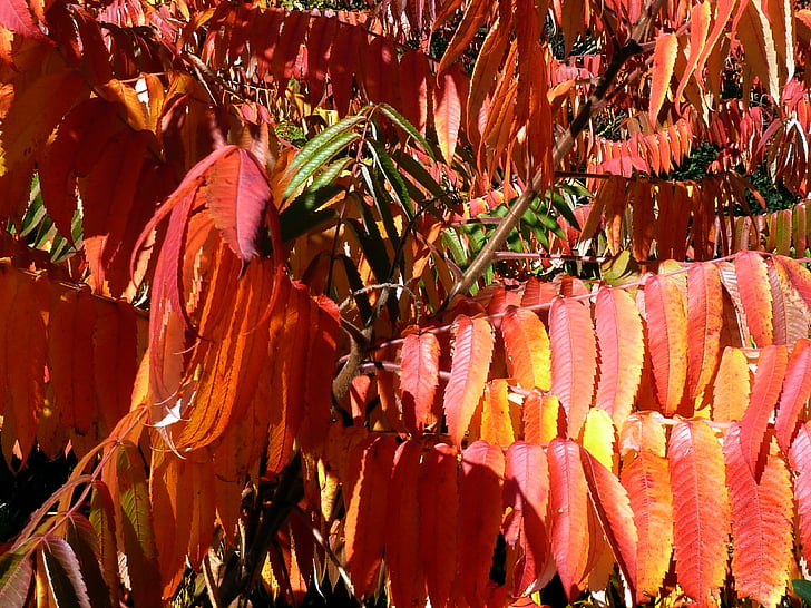 falder, efterår, blade, rød, natur, træ, gren