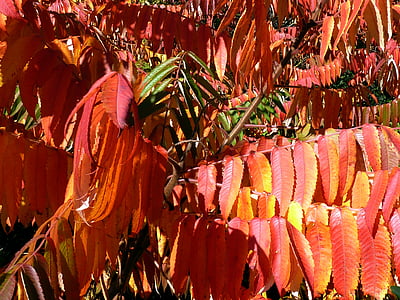 syksyllä, Syksy, lehdet, punainen, Luonto, puu, haara