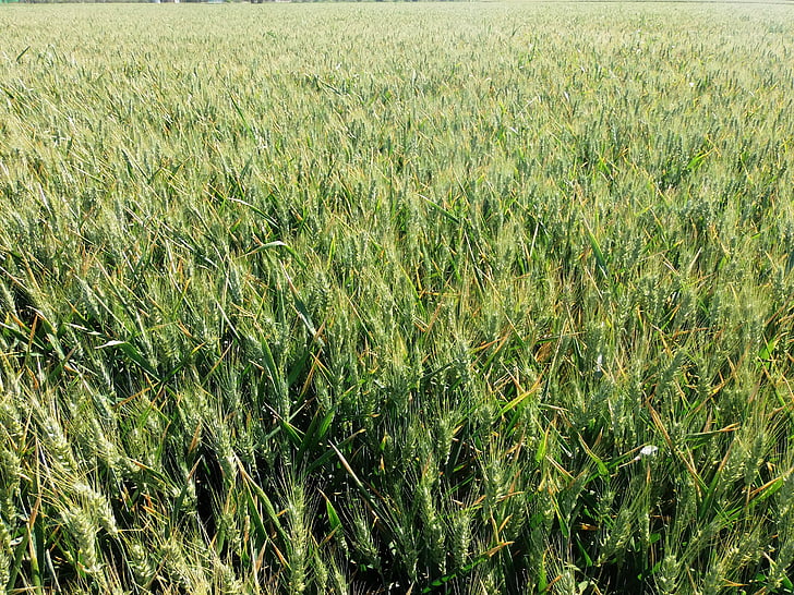 wheat, cornfield, cereals