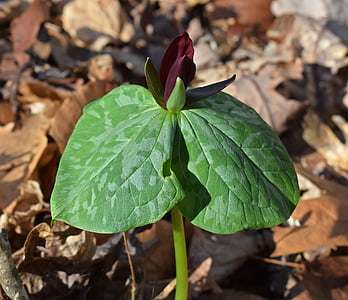 Trillium recurvatum, dunkle rote trillium, samt-rot, Wildblumen, Blume, Blüte, Bloom