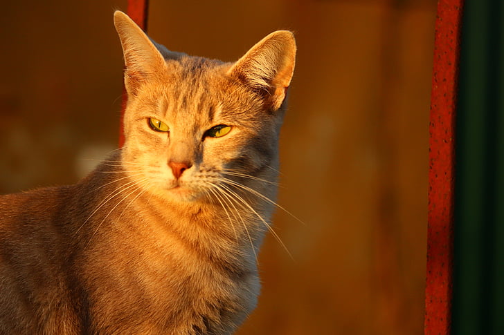 кішка, Осінь, нержавіючої сталі, Вечірній світло, кошеня, колір восени