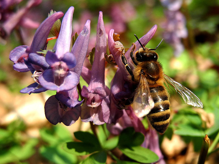 Bee, blomst, natur, Honey bee, insekt, bierne, lilla