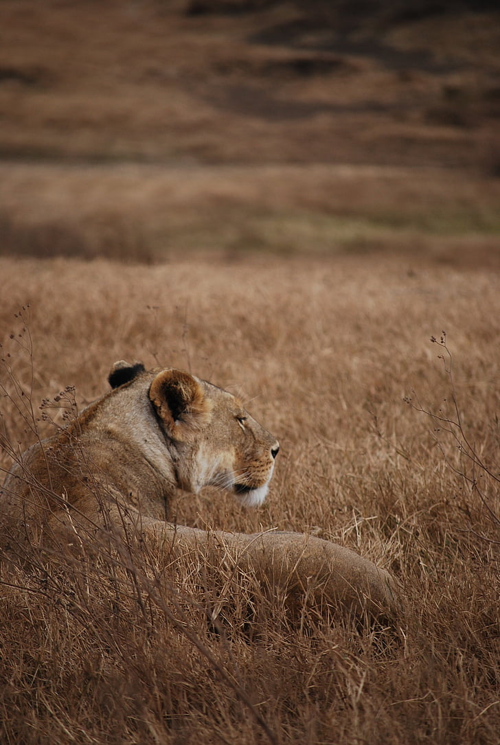 Lion, Safari, camouflage, Tanzanie, Lion - féline, lionne, animal