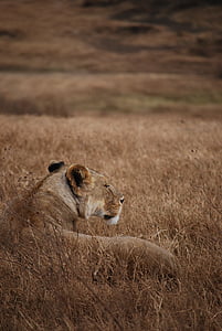 Lion, Safari, naamiointi, Tansania, Lion - kissan, naarasleijona, eläinten