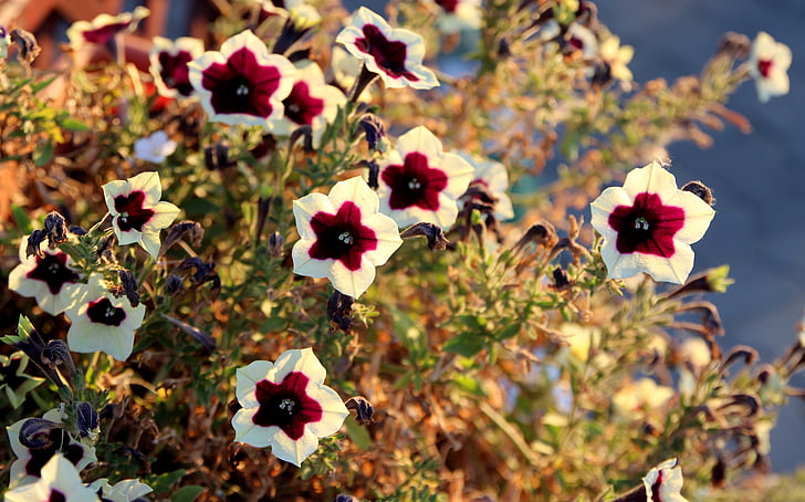 Petúnia, flor, Granada-vermelho, Branco, natureza, planta, pétala
