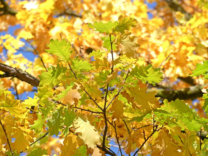 hrastova, jeseni, padec listje, listi, oktobra, pisane, zlati jeseni