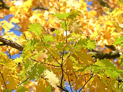 ใบโอ๊ก, ฤดูใบไม้ร่วง, ใบไม้ร่วง, ใบ, ตุลาคม, มีสีสัน, ฤดูใบไม้ร่วงทอง