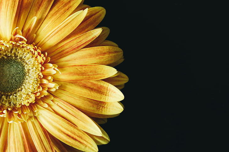 black, black background, close up, flower, macro, orange, sunflower