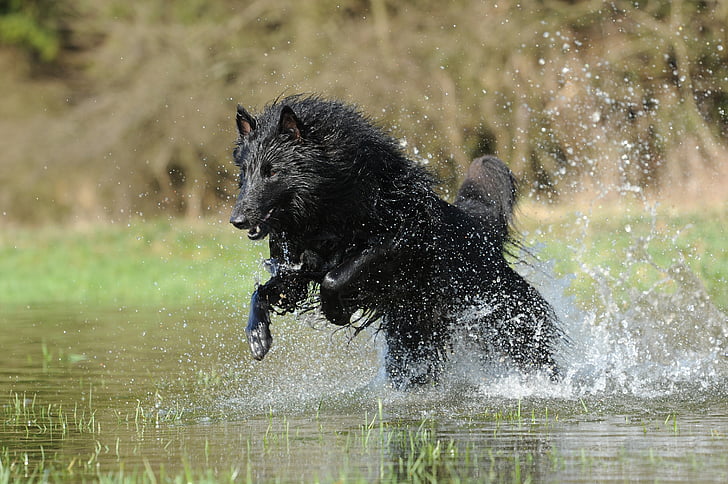 chien de berger belge, eau, chien, de refroidissement, enregistrement d’images animées, goutte d’eau, animal