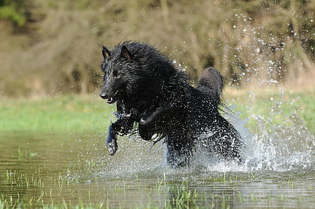 anjing gembala Belgia, air, anjing, pendingin, gerak rekaman, tetes air, hewan