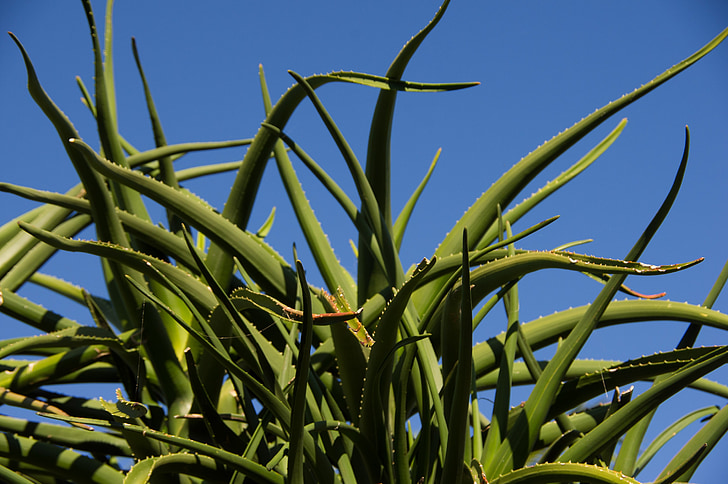 Aloe vera, saftige, grønn, spikey, hage, blå himmel