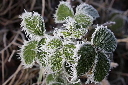 bramble, winter, cold, frost, eiskristalle, nature, leaf