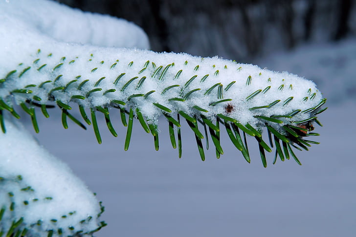 fir, needles, winter, snow, branch, tannenzweig, green