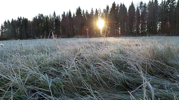 Frost, talvel, külm, hooaja, Jäine, külmutatud, metsa