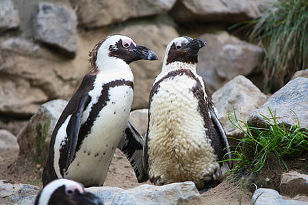 pingüinos, Parque zoológico, aves, animales, Waddle, negro, Blanco