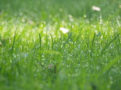 meadow, nature, grass, rush, dewdrop, frisch, moist