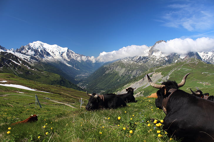 Mont blanc, Tour mont blanc, Alpy, migracji, Trekking, góry, krajobraz