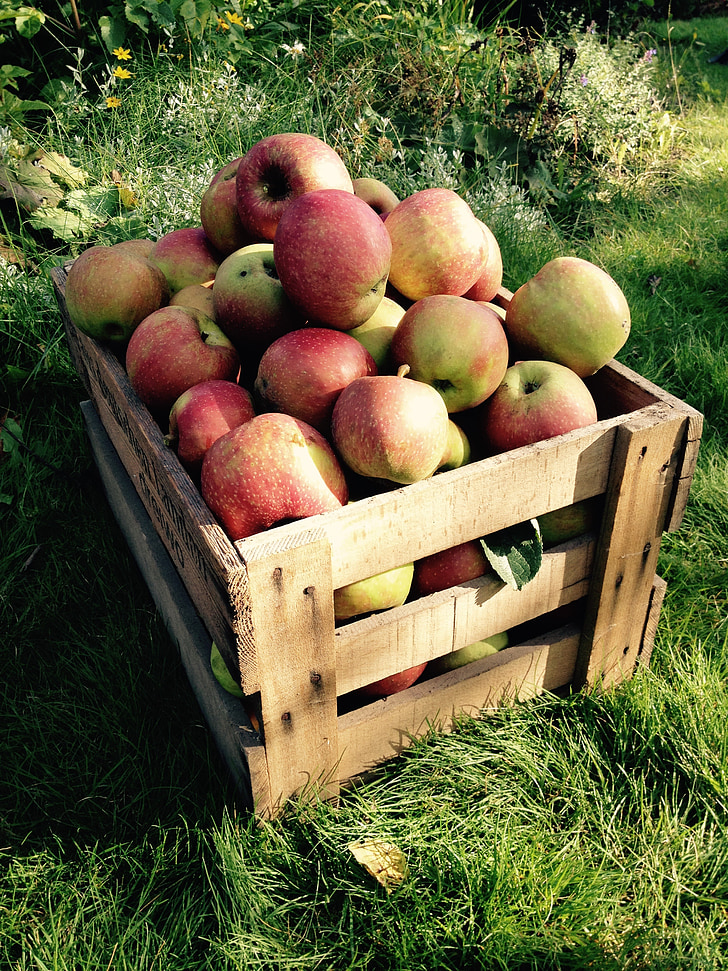 apple, harvest, box, fruit, autumn, fruits, nature