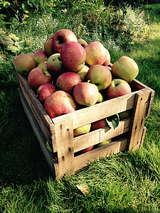 Jabłko, żniwa, pudełko, owoce, jesień, owoce, Natura
