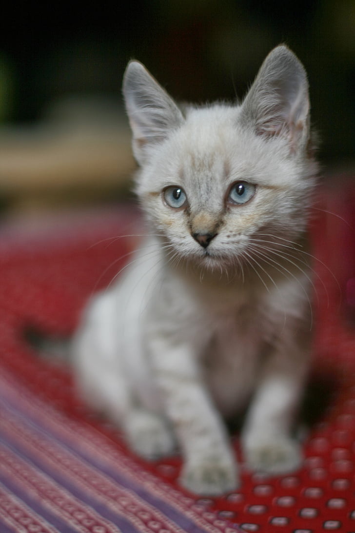 katė, balta, išdidus, naminių gyvūnėlių, kačių, kačiukas, išraiška