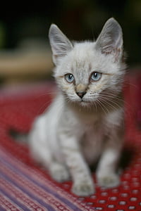 gatto, bianco, altero, animale domestico, felino, gattino, espressione