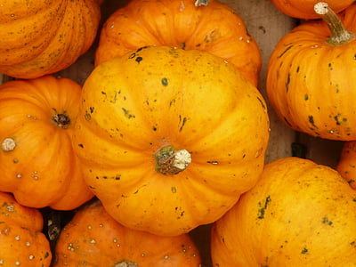 mini pumpkins, pumpkin, mandarin, orange, mini pumpkin, ribbed, decorative