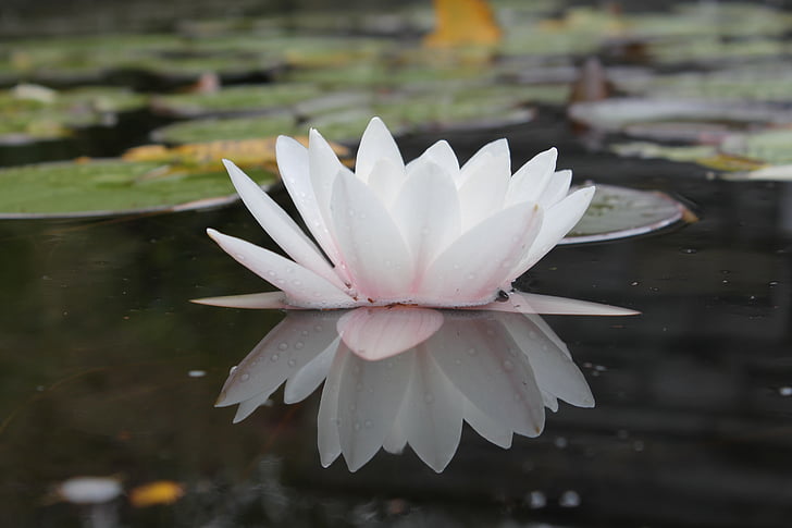 water lily, Ao, Thiên nhiên, phản ánh