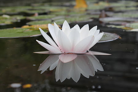 Vodní lilie, rybník, Příroda, zrcadlení