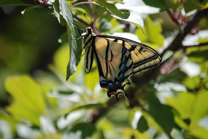 monarh leptir, kukac, Lepidoptera, priroda
