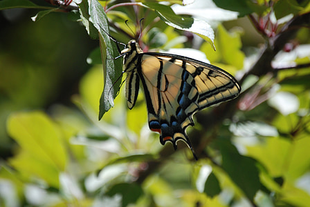 Monarch motýl, hmyz, Lepidoptera, Příroda