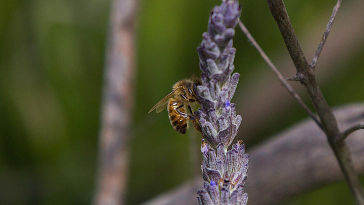 macro-honingbij, lavendel, Melbourne, fotograaf