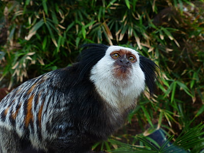 đầu trắng marmoset, con khỉ, äffchen, Dễ thương, nhỏ, callithrix geoffroyi, loài linh trưởng