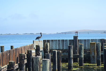 California, Bodega bay, Pacific, pitoresc, coasta, mare, albastru