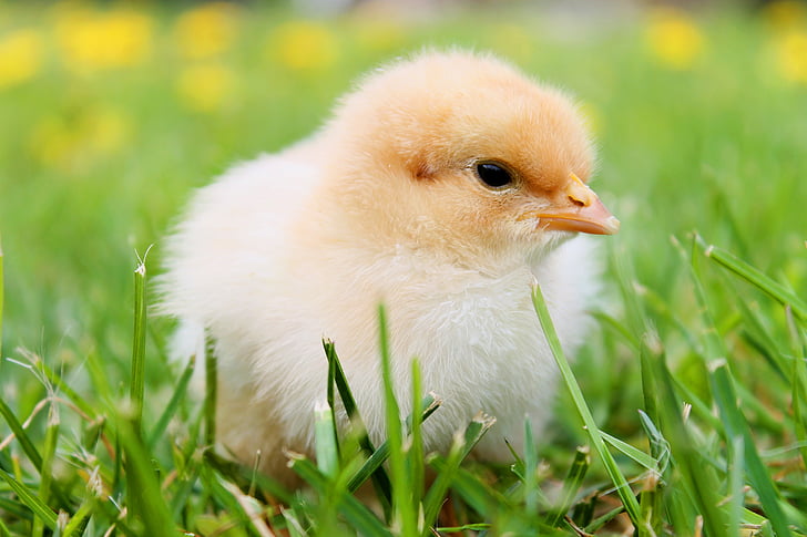 пилета, Пролет, пиле, перушина, жълто, Селско стопанство, птица